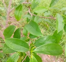 Organic Dried Soursop Leaves Bulk Pack 30g