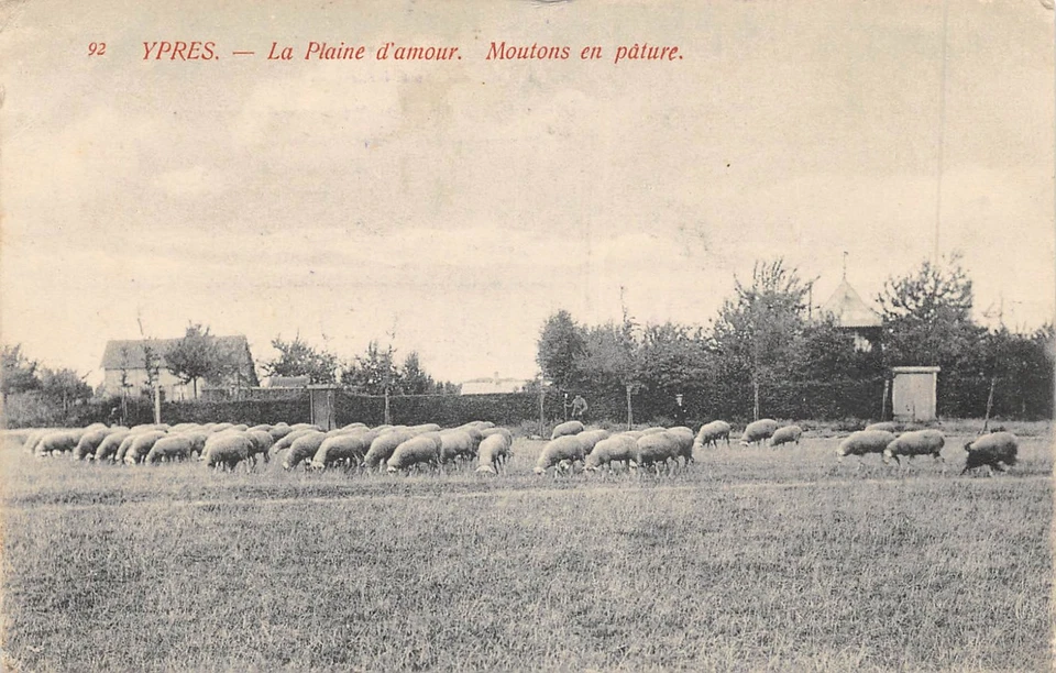 CPA BELGIQUE / YPRES / LA PLAINE D'AMOUR / MOUTONS EN PATURE - Photo 1/1