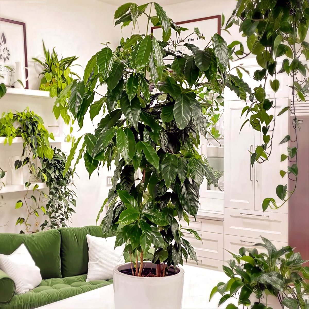 dracaena outdoors Outdoor Dracaena  Large Outdoor Plant