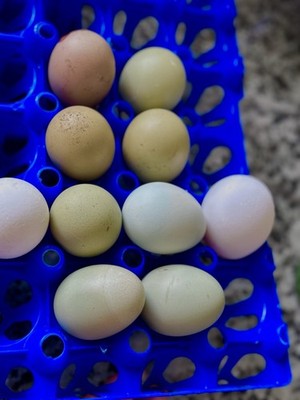 8 Fresh Fertile Hatching Eggs , Olive Egger, F1 Or F2