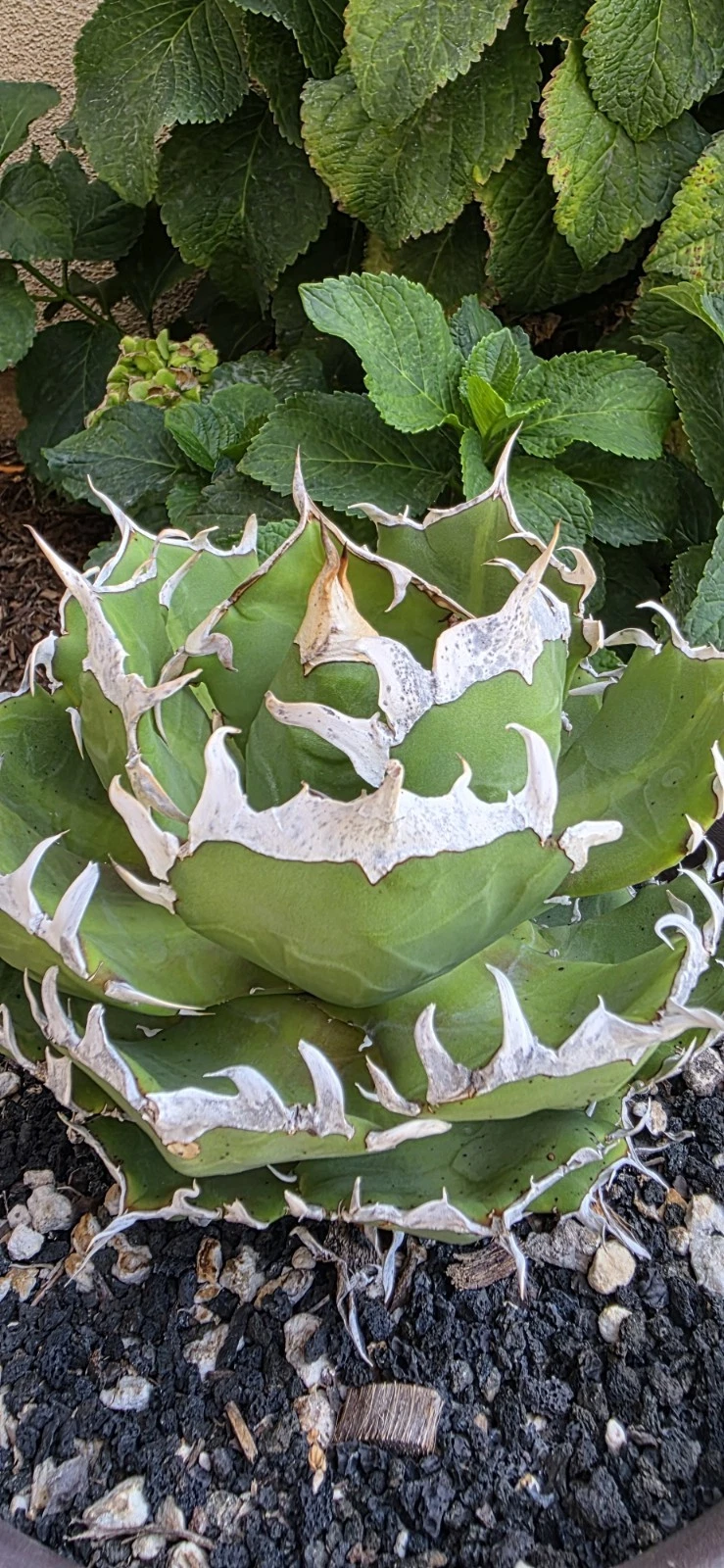 Agave Titanota Oteroi