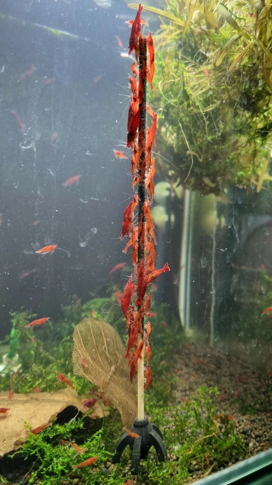 Shrimp Lollies Rainbow Set / 50 Lollies / Garnelen Futter Sticks Lutscher - Bild 2 von 4