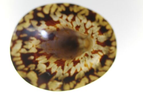 Owl Limpet Seashells Brown Cream Tan Colors, Large Size SS-107 - Picture 9 of 12