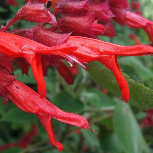 Salvia libanensis rara y en peligro de extinción de Colombia - ¡Flores increíbles! - Semillas - Imagen 1 de 1