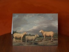 Ryelands Sheep, the King's Ram & Ewe, Lord Somerville's Wether - A5 Card