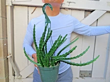 Stapelia orbea mutabilis Succulent