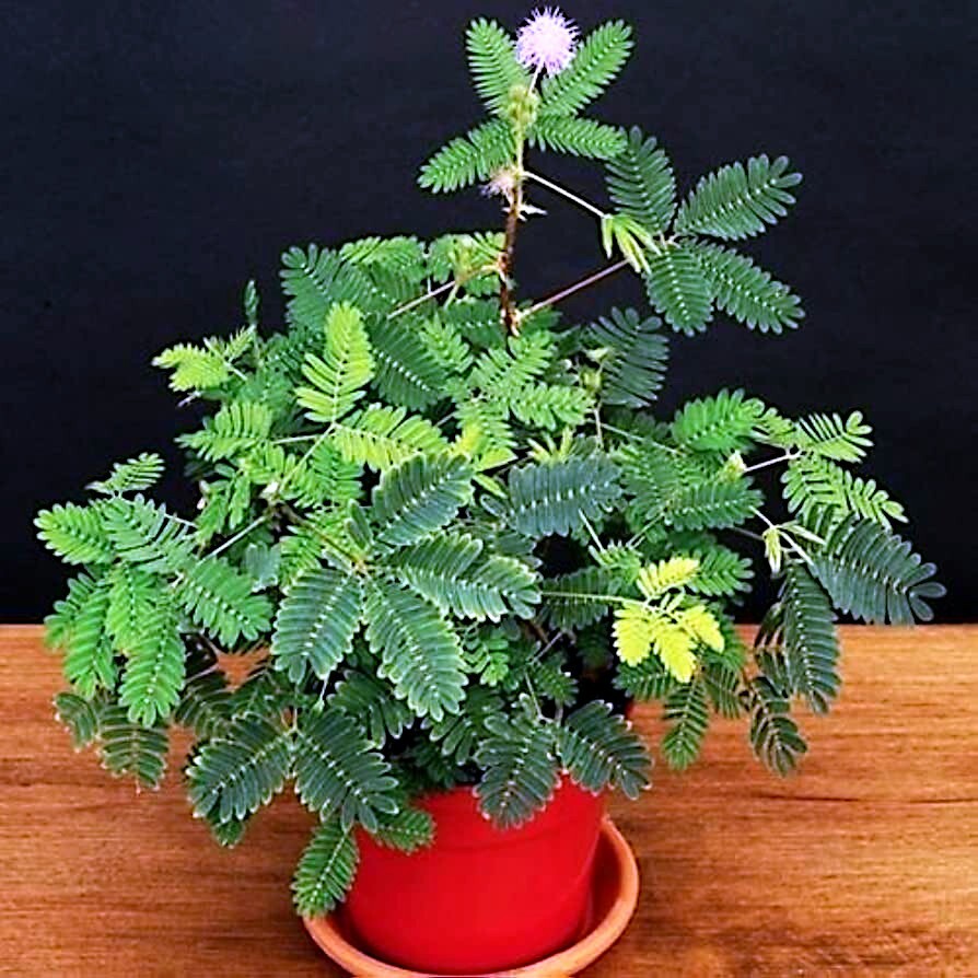 Dwarf (Mimosa pudica) "Sensitive Plant" Tropical Houseplant Flower Tree  Seeds | eBay