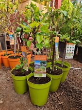 1x 5ltr Pear Tree 4ft tall . Premium Quality 