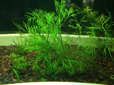 Water Sprite, Ceratopteris thalictroides, Live Aquarium/Aquatic/Background