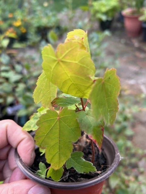 October Glory maple tree saplings, Acer, Maple , Garden small - Image 2 of 4