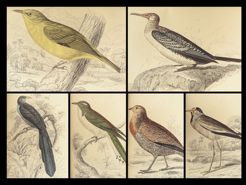 1840 BIRDS Ornithology William Jardine Western Africa Naturalist Color Plates - Picture 3 of 24