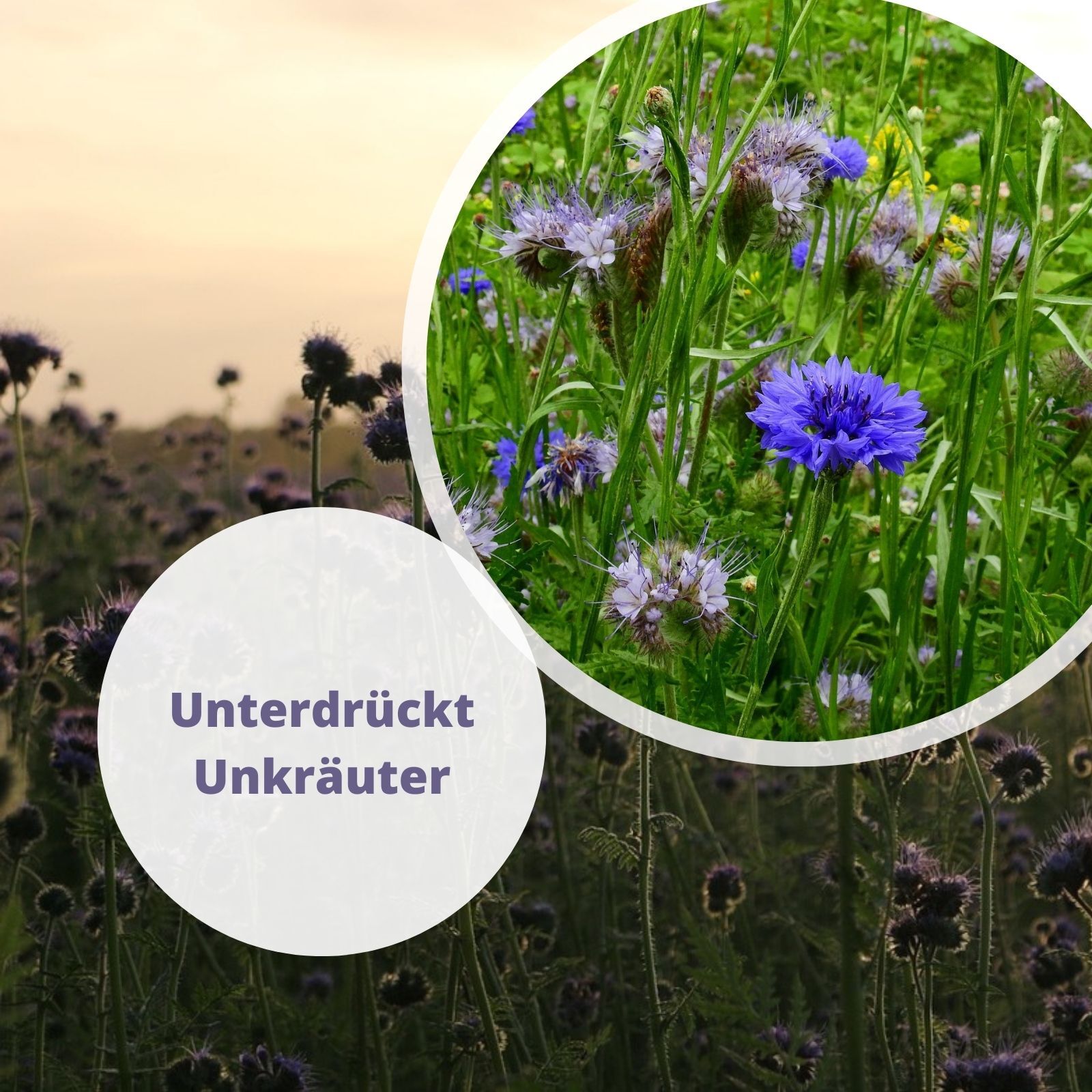 Kiepenkerl Phacelia Samen - Bienenweide Gründünger Für Garten