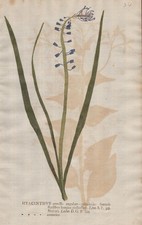 Hyacinthus Hyazinthe Blume Naturselbstdruck nature printing Kniphof 1757
