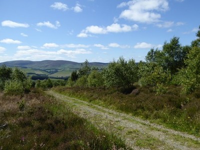 Photo 12x8 Heather and woodland, Minch Moor Riggs, The/NT3334 The Souther c2017