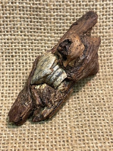 Excellent Dug Civil War Three Ring Bullet Encased In Wood From Gravelly Run Va