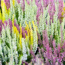 Heather Collection | Evergreen Garden Plant | Potted Shrubs (15-25cm