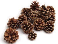 Nadeco Tannenzapfen 1Kg Pinus Nigra Schwarzkiefern Zapfen Kiefernzapfen Deko