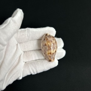 Lyncina lynx, Cypraea lynx, 41.5mm, cowrie seashell from Egypt, Red Sea
