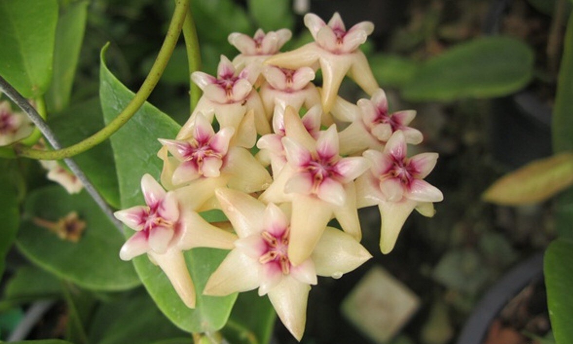 Hoya Macrophylla splash Size 4" Pot Random+Phytosanitary Certificate |  eBay