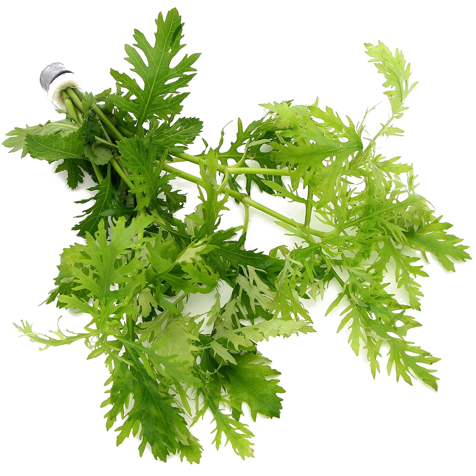 Hygrophila Difformis Water Wisteria Bunch Live Aquarium Plant Tropical K2AQUA