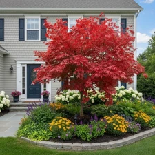 50 Japanese Maple Seeds – Bright Red Leaves for Stunning Landscape Color