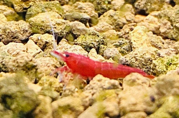 10x GAMBA NEOCARIDINA RED SAKURA, para acuario, pecera de agua dulce y caliente.