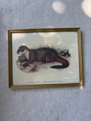 Vintage David Andrews Der gemeine Otter gerahmter Druck Tierwelt Lithographie Kunst Vintage