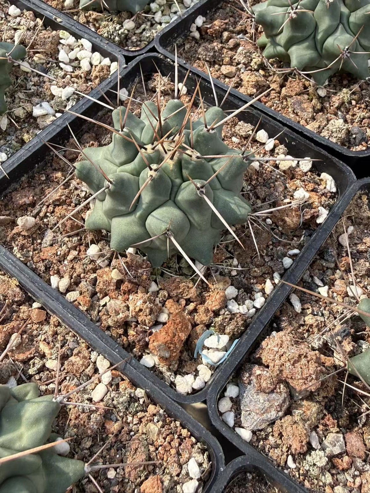 4-5CM Succulent Cactus Plant Thelocactus Home Garden Beautiful