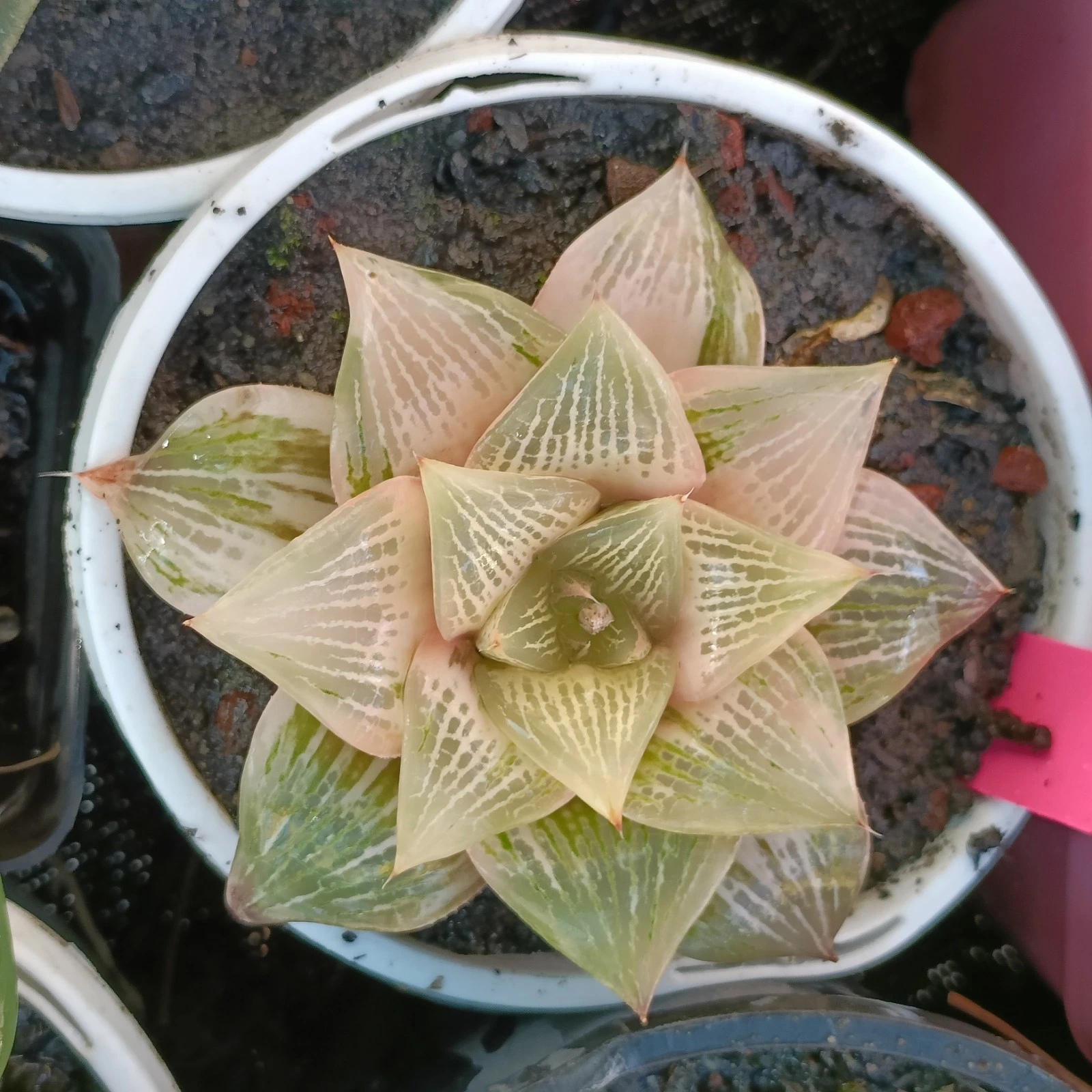 Haworthia Yutan Variegated Large display in 10cm pot nice Succulent plant