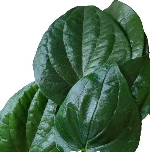 Fresh Organic Betel Leaf - 40 Leaves-Free Shipping from CA,USA