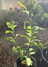 Meyer Lemon- (LIVE TREE)