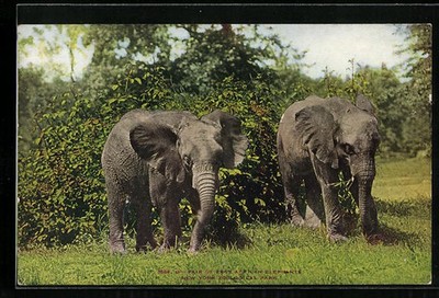 New York, Zoological park, East Africans Elephants, Ansichtskarte 