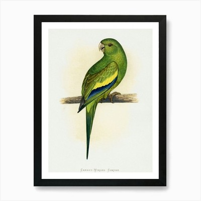 Papagei 13 Kunstdruck gerahmt Wandbild Poster Leinwanddruck Bild