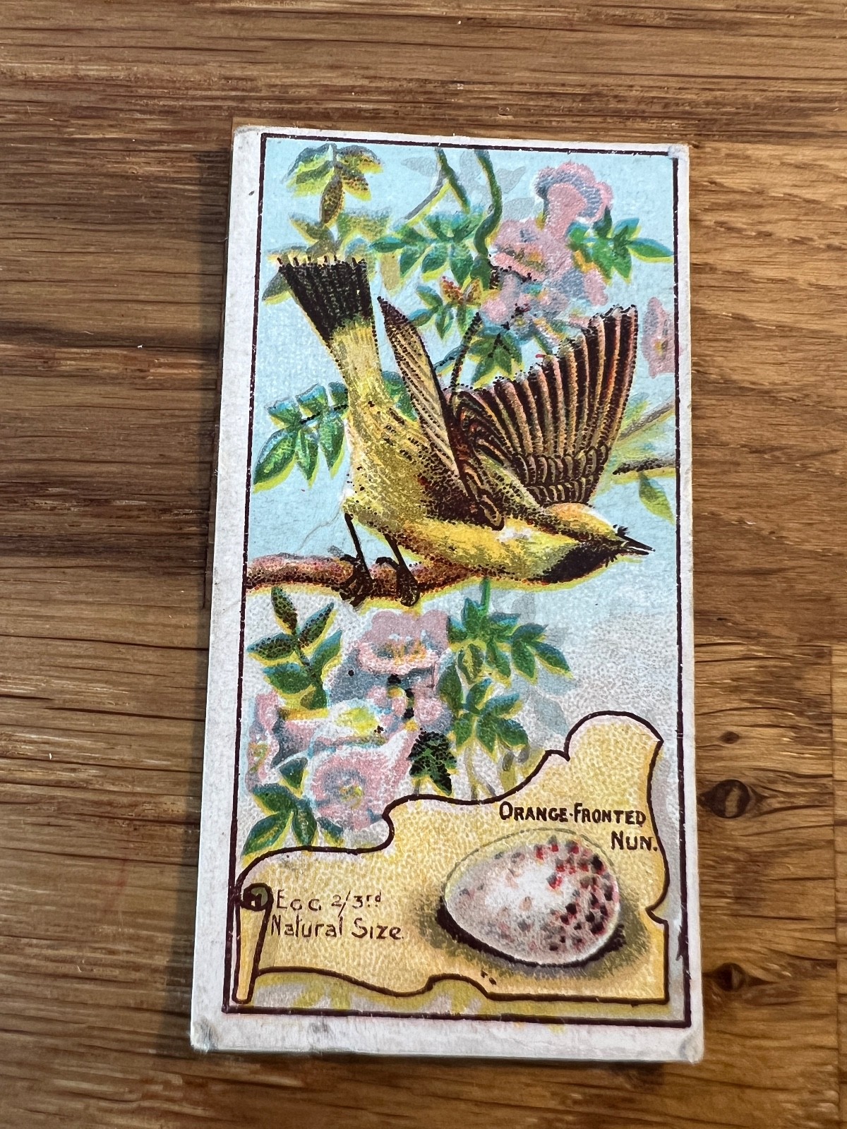 Wills (Australia) Birds of Australasia -1912 - (Vice Regal) - Pick your cards