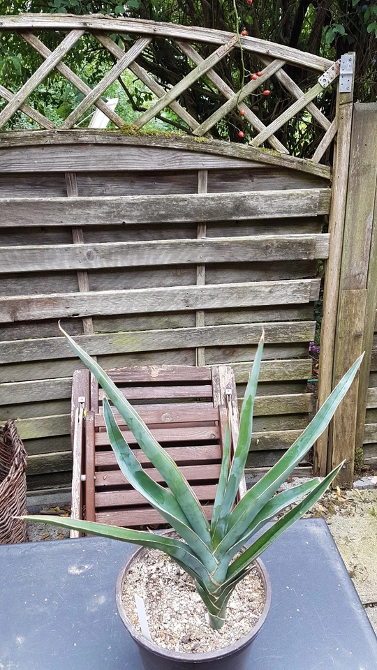 Sansevieria deserti - Bild 3 von 4