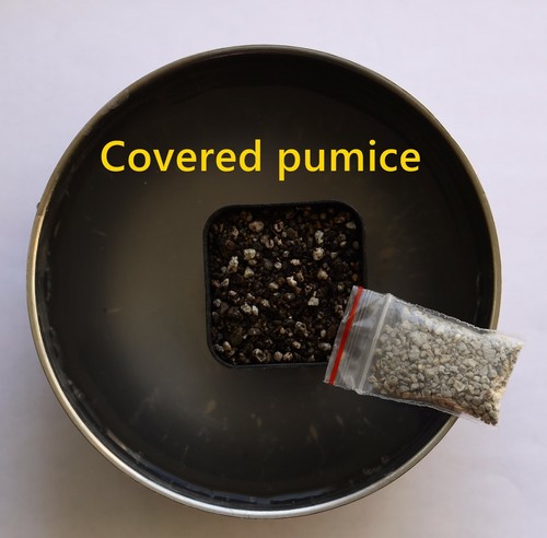 Lithops Germination Sowing Kit -Soil-Seeds - Picture 5 of 12