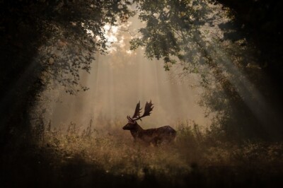   Leinwand Bilder Wildtier Natur Hirsch 50x70 cm  