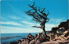 Postcard Pacific Grove California Witch Tree on Monterey Peninsula Posted 1950