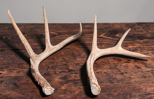 Pair Left Side Deer Antlers 12-14" with 8" Tines Rustic Cabin Hunting Wall Decor