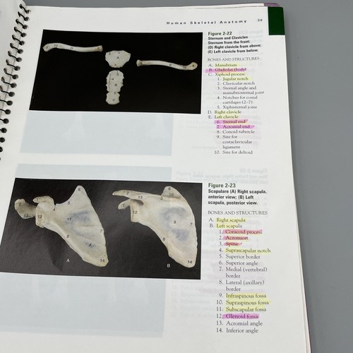 Laboratlas der Anatomie & Physiologie - Sechste Auflage - Eder, Douglas - Bild 15 von 15