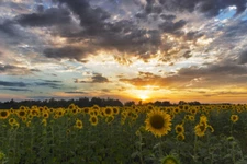 Sunflower Field Sunset Tuscany Italy Landscape Photo Art Print Poster 18x12