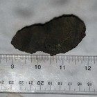 UTAH DINOSAUR BONE ~32 grams/ rough agate jasper cab fossil — photo 9