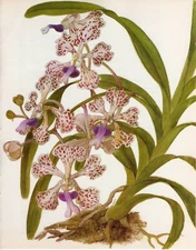 Vintage Botanical Print Orchid Flower Print Wall Art~ Vanda tricolor (O136)
