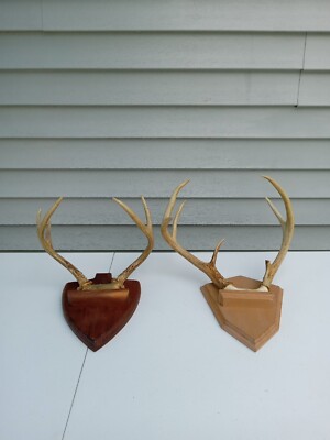 LOT OF 2 1990's white tail deer 6&8 point mounted antlers killed in PA 18'' Trl7