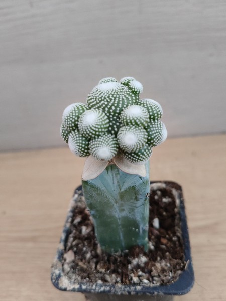 9815  BLOSSFELDIA Liliputana   4,0cm. Injerto. cactus.
