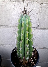 Stetsonia Coryne Columnar Blue Cactus Plant