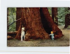Postcard Within the hollow of this giant Redwood Highway California USA