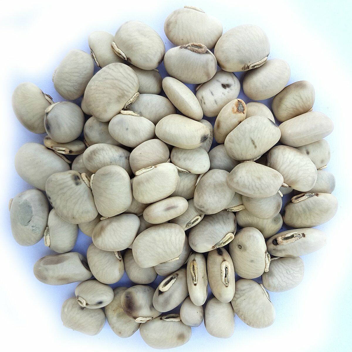 White Mucuna Pruriens Velvet Bean Kapikachhu Kauch Cowitch Cowhage ...