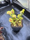 Venus Flytrap FTS Lunatic Fringe-  Carnivorous Plant ! — photo 2