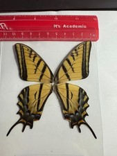 昆虫、蝴蝶收藏品| eBay